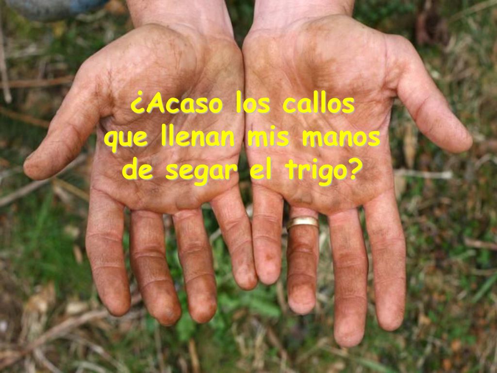 ¿Acaso los callos que llenan mis manos de segar el trigo