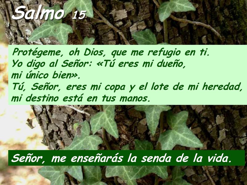 Salmo 15 Señor, me enseñarás la senda de la vida.