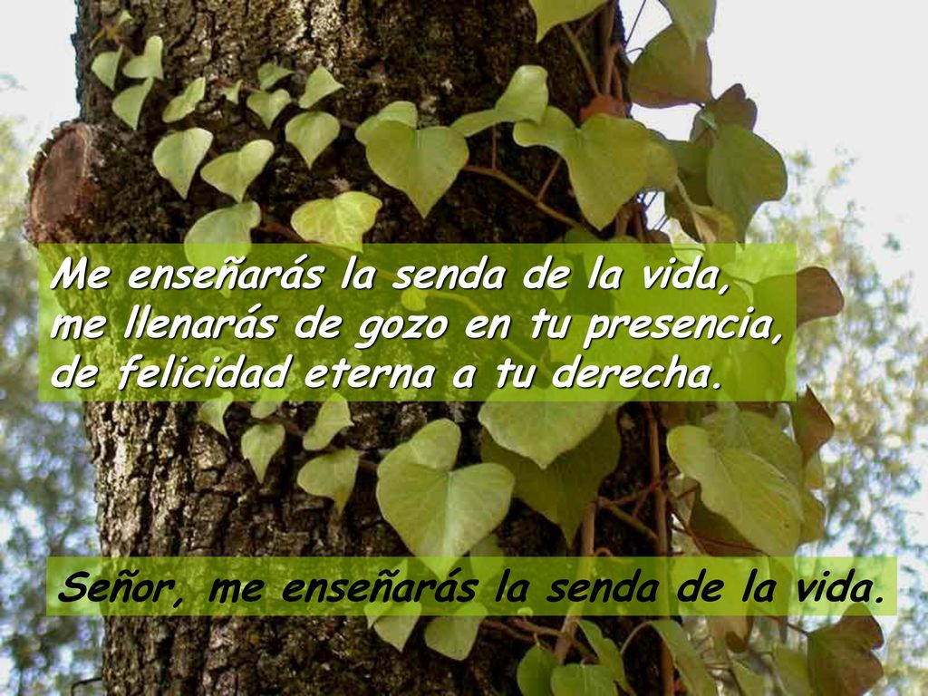 Me enseñarás la senda de la vida, me llenarás de gozo en tu presencia, de felicidad eterna a tu derecha.