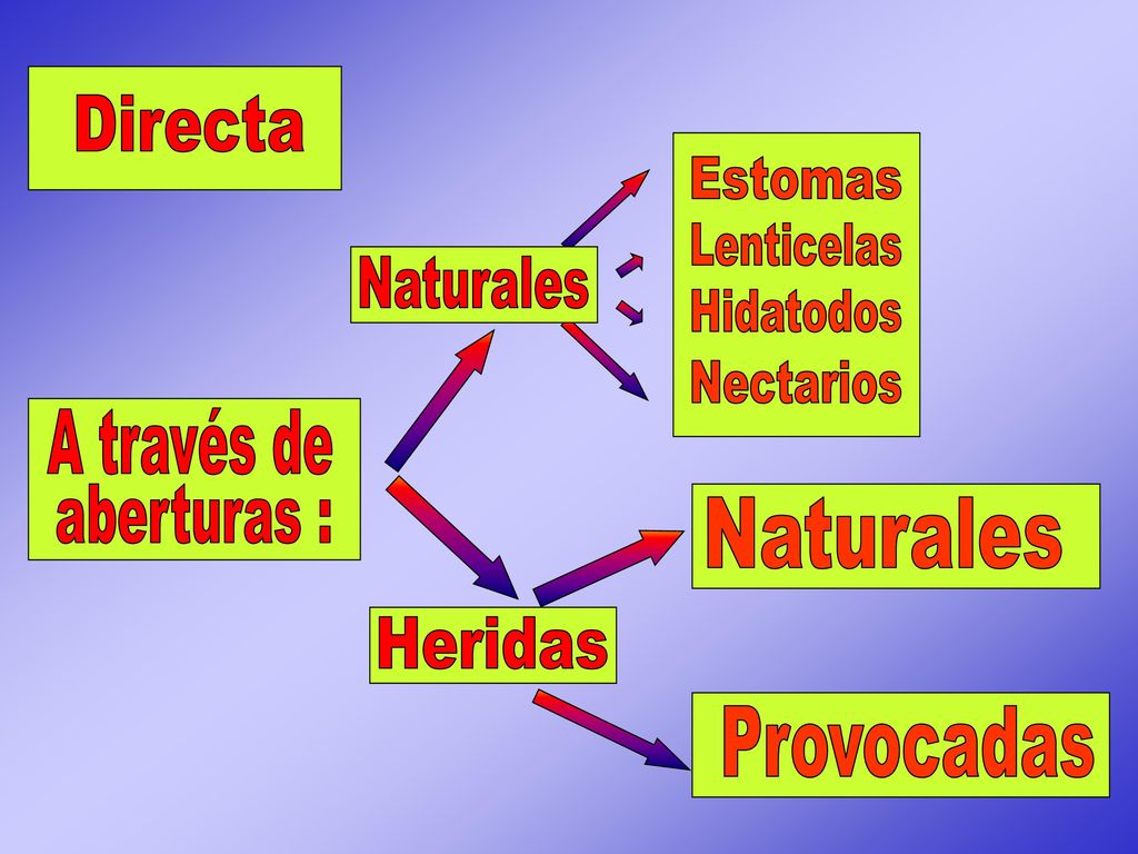 Directa Estomas. Lenticelas. Hidatodos. Nectarios. Naturales. A través de. aberturas : Naturales.