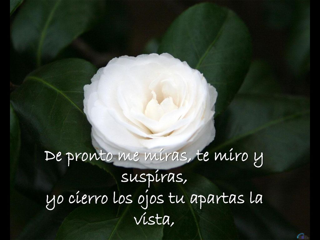 De pronto me miras, te miro y suspiras, yo cierro los ojos tu apartas la vista,