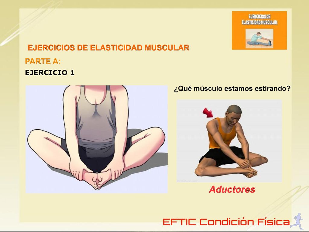 Aductores EJERCICIOS DE ELASTICIDAD MUSCULAR PARTE A: EJERCICIO 1