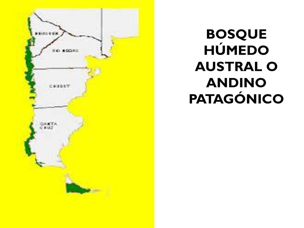 BOSQUE HÚMEDO AUSTRAL O ANDINO PATAGÓNICO