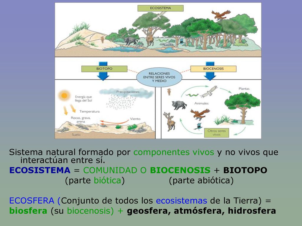 Sistema natural formado por componentes vivos y no vivos que interactúan entre sí.