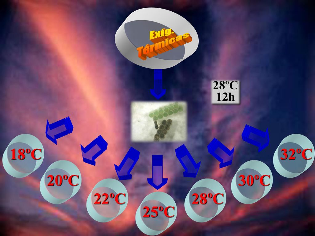 Exíg. Térmicas 28ºC 12h 18ºC 32ºC 20ºC 30ºC 22ºC 28ºC 25ºC