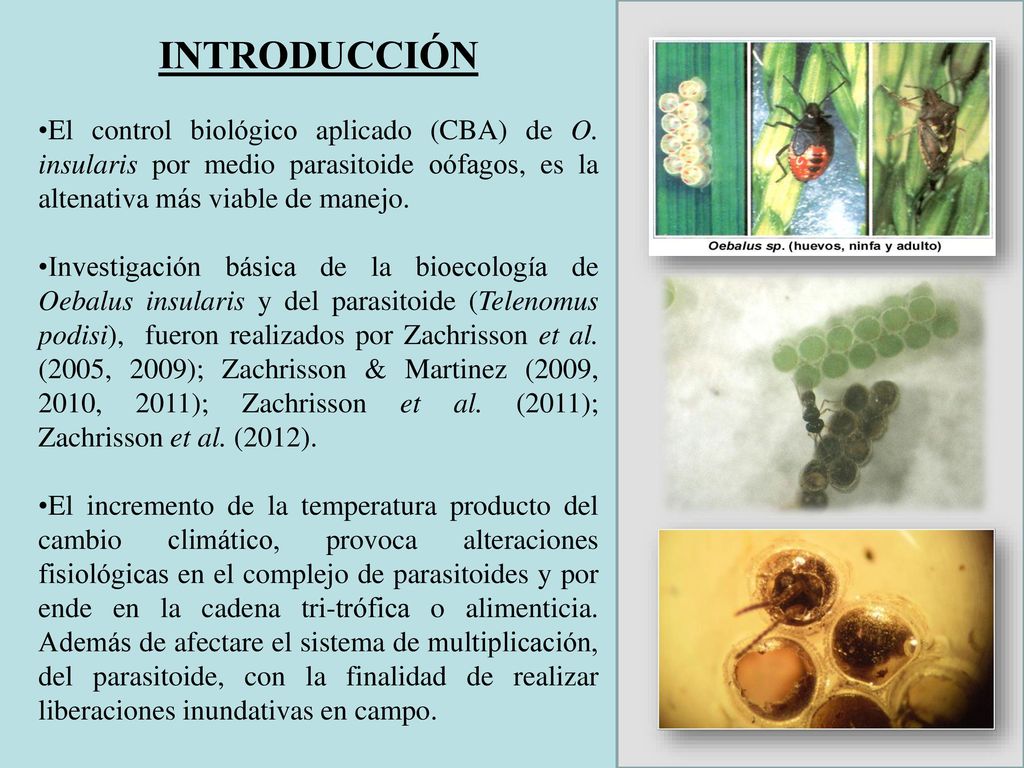 INTRODUCCIÓN El control biológico aplicado (CBA) de O. insularis por medio parasitoide oófagos, es la altenativa más viable de manejo.