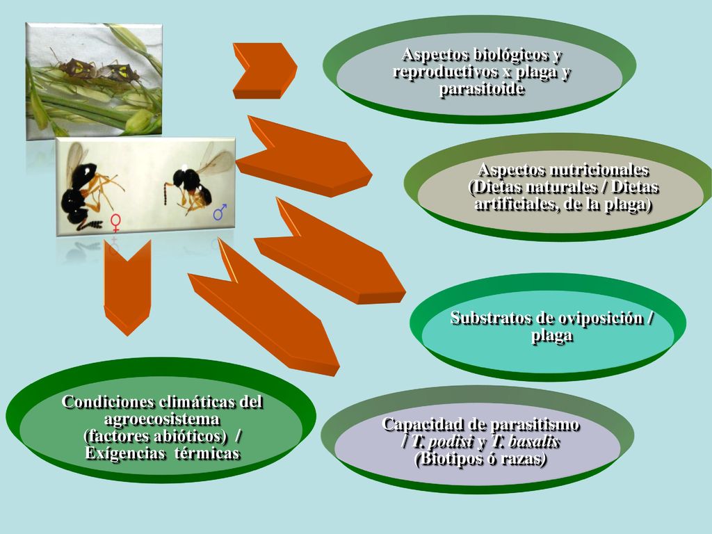 Aspectos biológicos y reproductivos x plaga y parasitoide
