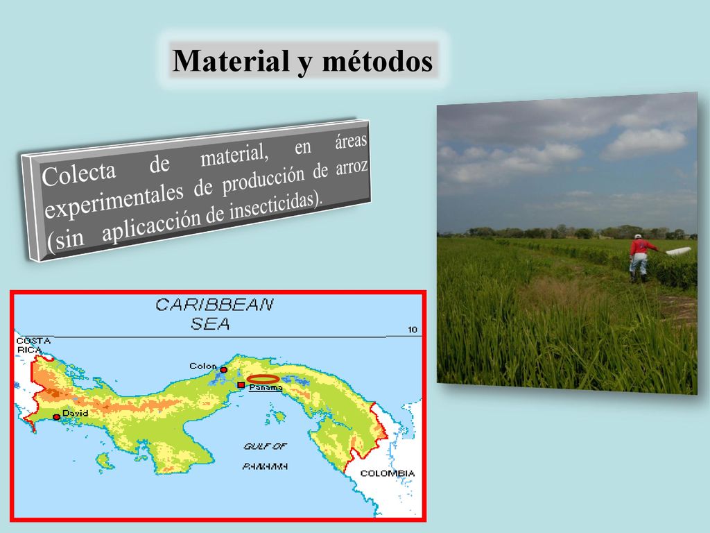 Material y métodos Colecta de material, en áreas experimentales de producción de arroz (sin aplicacción de insecticidas).