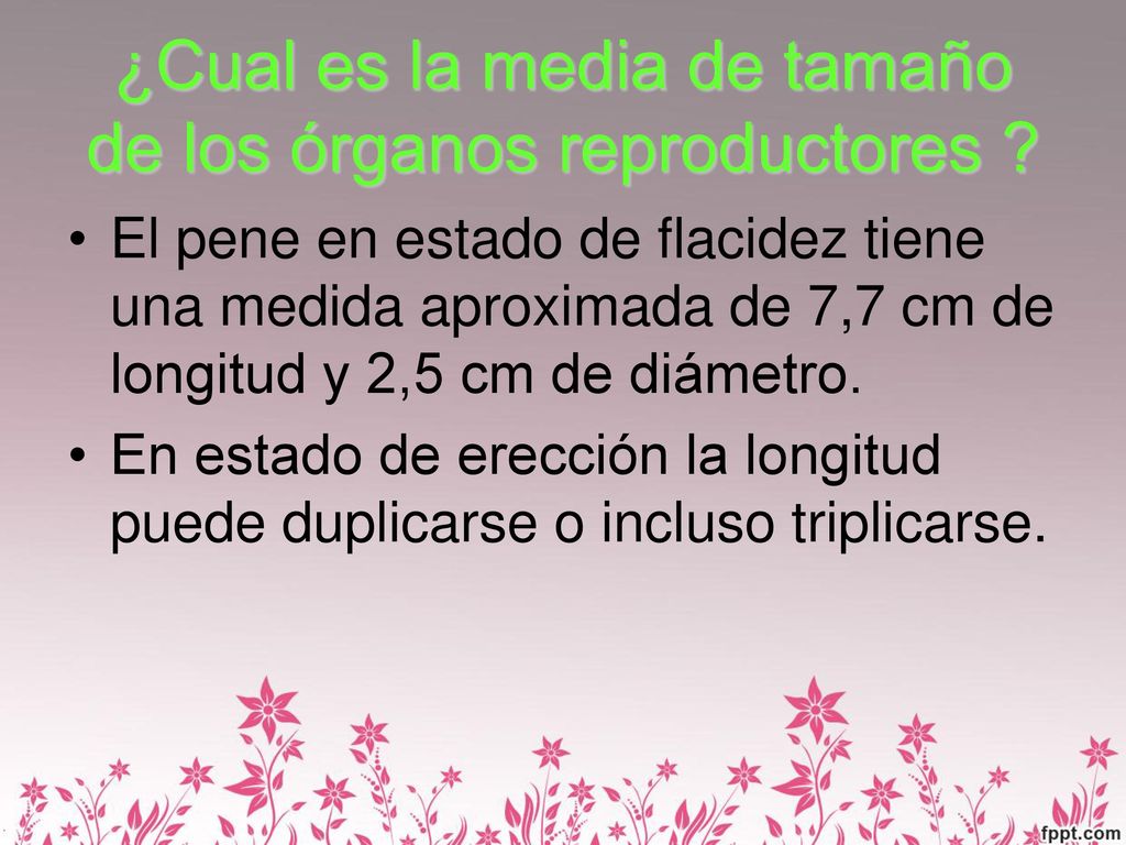 ¿Cual es la media de tamaño de los órganos reproductores