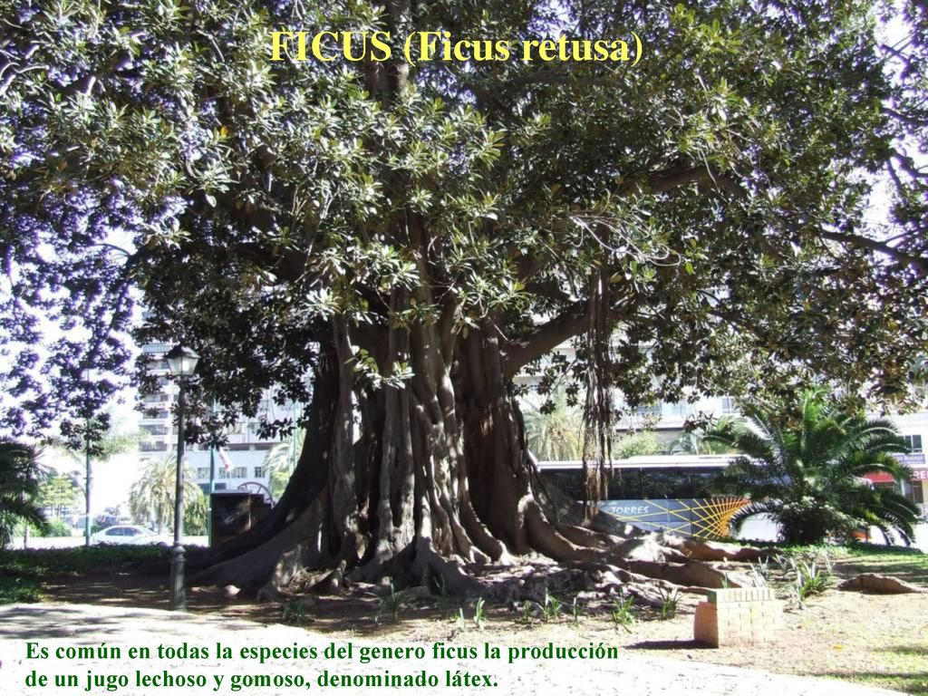 FICUS (Ficus retusa) Es común en todas la especies del genero ficus la producción de un jugo lechoso y gomoso, denominado látex.