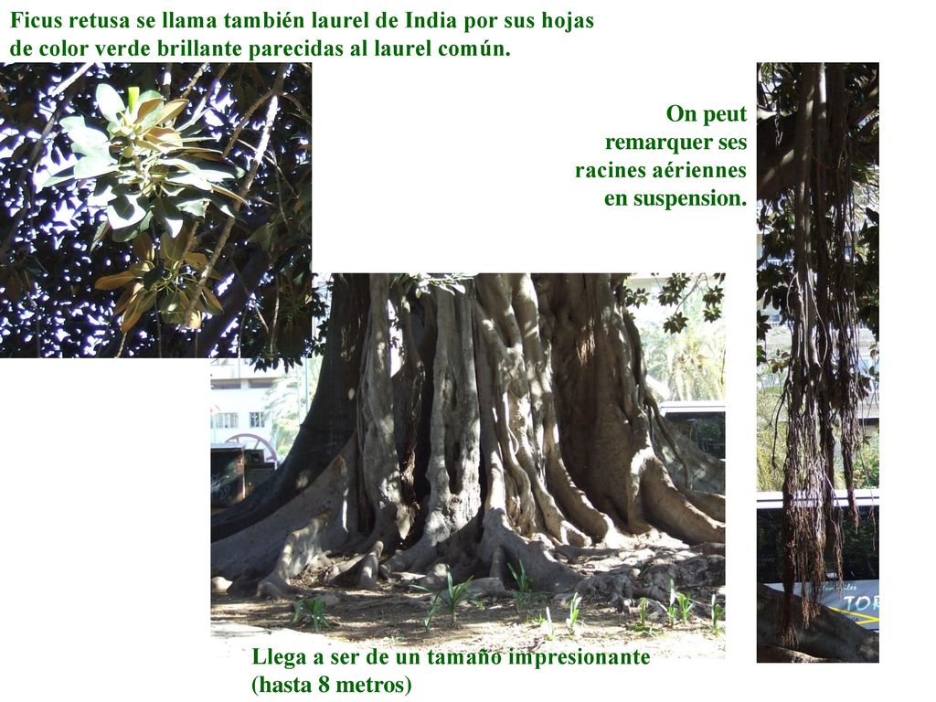 Ficus retusa se llama también laurel de India por sus hojas de color verde brillante parecidas al laurel común.