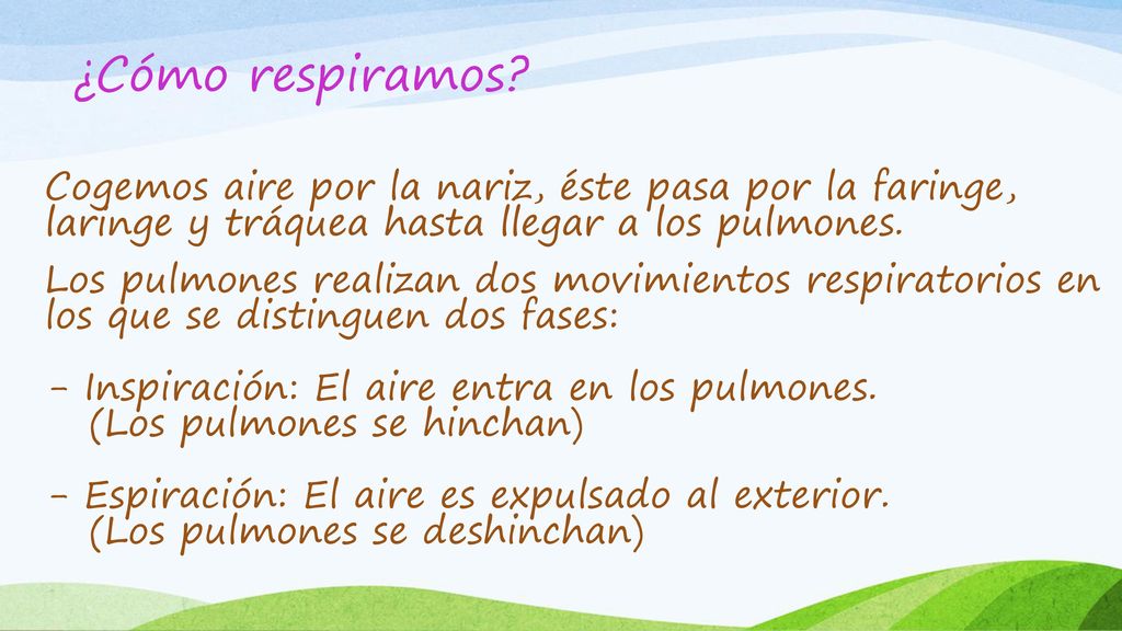 ¿Cómo respiramos Cogemos aire por la nariz, éste pasa por la faringe, laringe y tráquea hasta llegar a los pulmones.