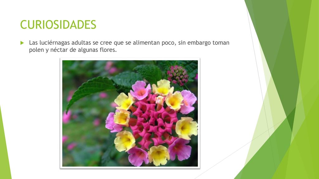 CURIOSIDADES Las luciérnagas adultas se cree que se alimentan poco, sin embargo toman polen y néctar de algunas flores.