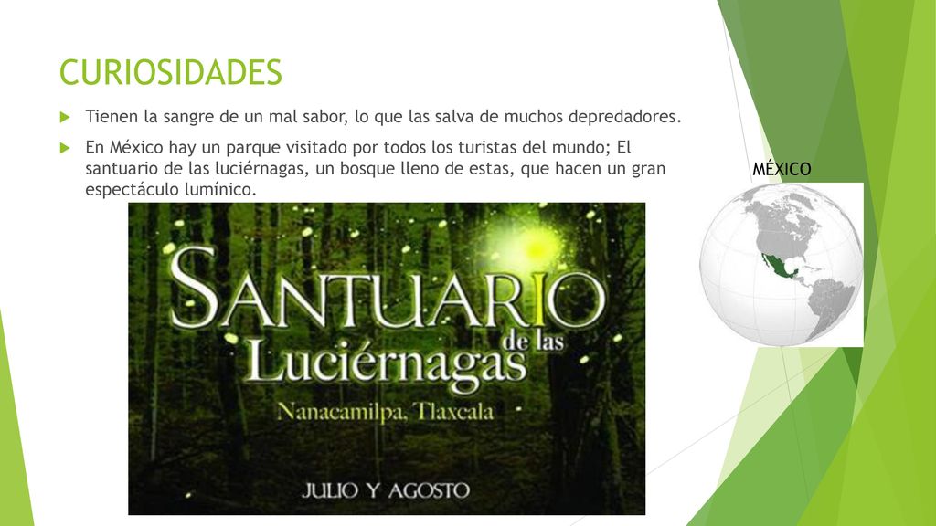 CURIOSIDADES Tienen la sangre de un mal sabor, lo que las salva de muchos depredadores.