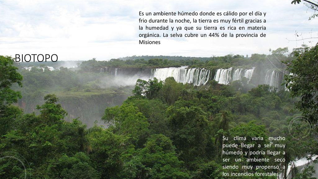 Es un ambiente húmedo donde es cálido por el día y frio durante la noche, la tierra es muy fértil gracias a la humedad y ya que su tierra es rica en materia orgánica. La selva cubre un 44% de la provincia de Misiones