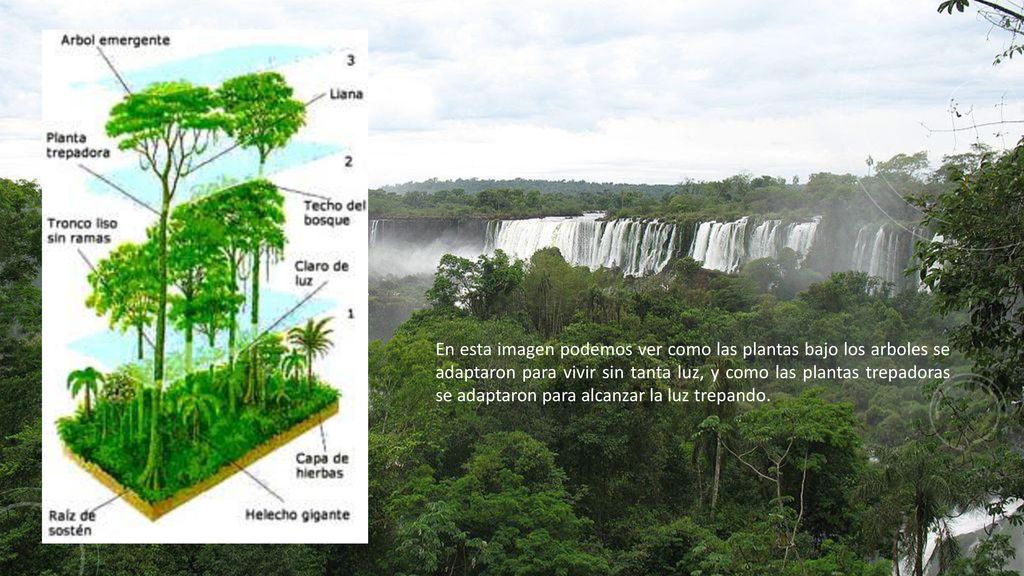 En esta imagen podemos ver como las plantas bajo los arboles se adaptaron para vivir sin tanta luz, y como las plantas trepadoras se adaptaron para alcanzar la luz trepando.