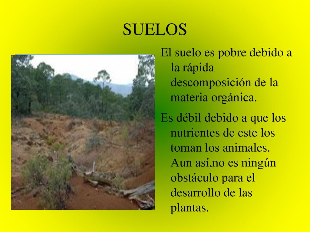 SUELOS El suelo es pobre debido a la rápida descomposición de la materia orgánica.