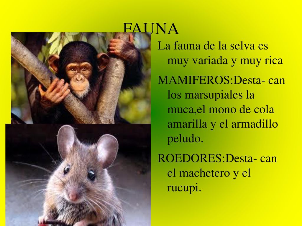 FAUNA La fauna de la selva es muy variada y muy rica