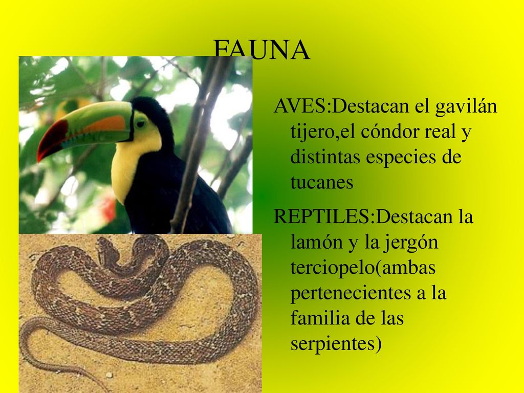FAUNA AVES:Destacan el gavilán tijero,el cóndor real y distintas especies de tucanes.