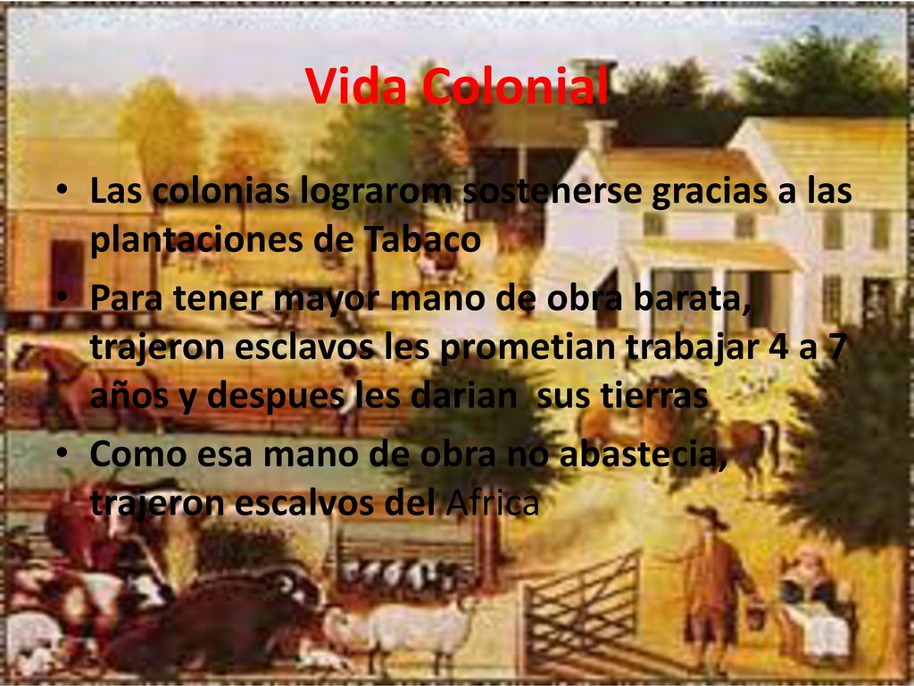Vida Colonial Las colonias lograrom sostenerse gracias a las plantaciones de Tabaco.