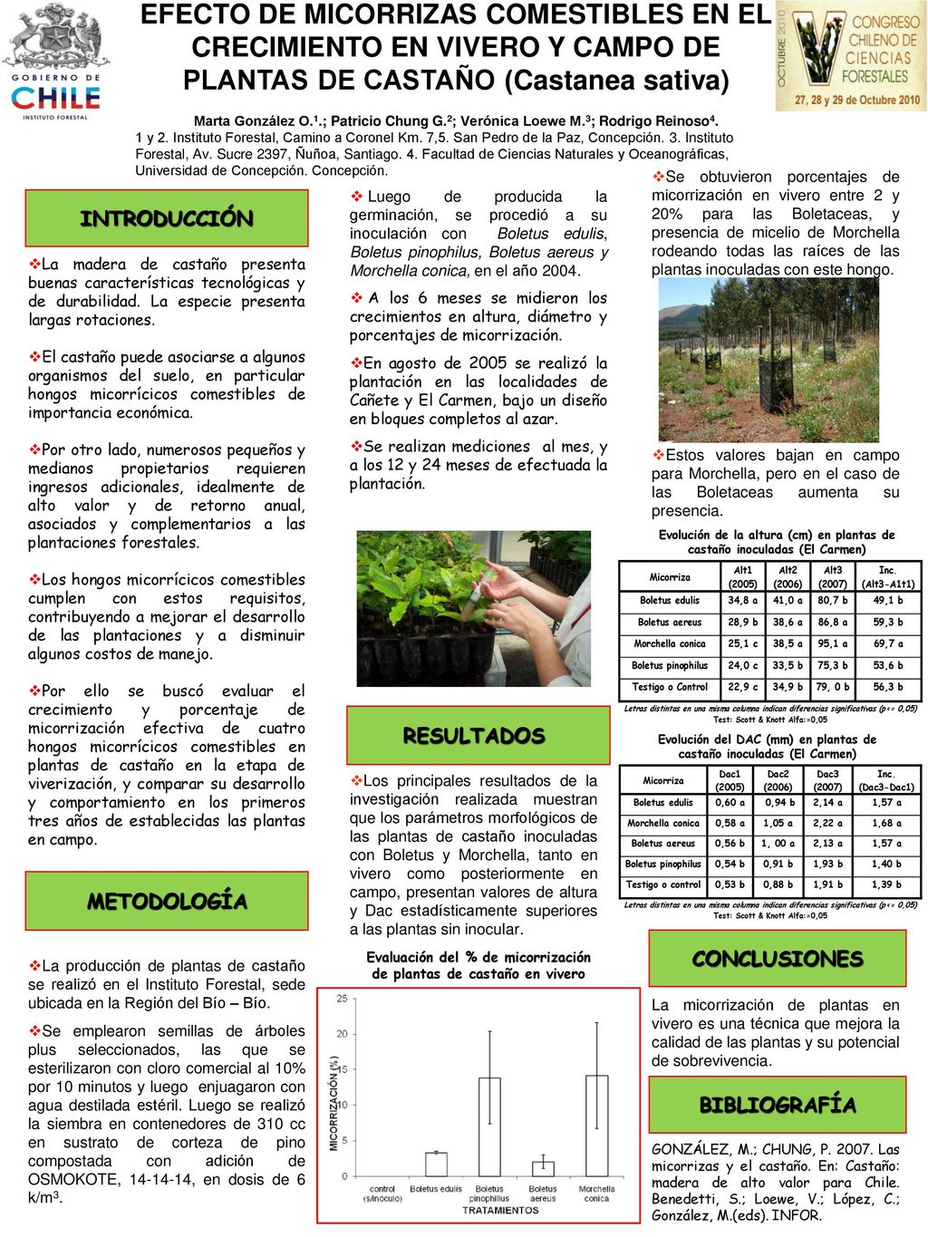 EFECTO DE MICORRIZAS COMESTIBLES EN EL CRECIMIENTO EN VIVERO Y CAMPO DE PLANTAS DE CASTAÑO (Castanea sativa)