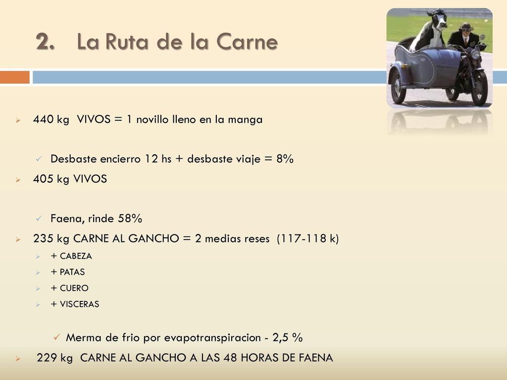 2. La Ruta de la Carne 440 kg VIVOS = 1 novillo lleno en la manga
