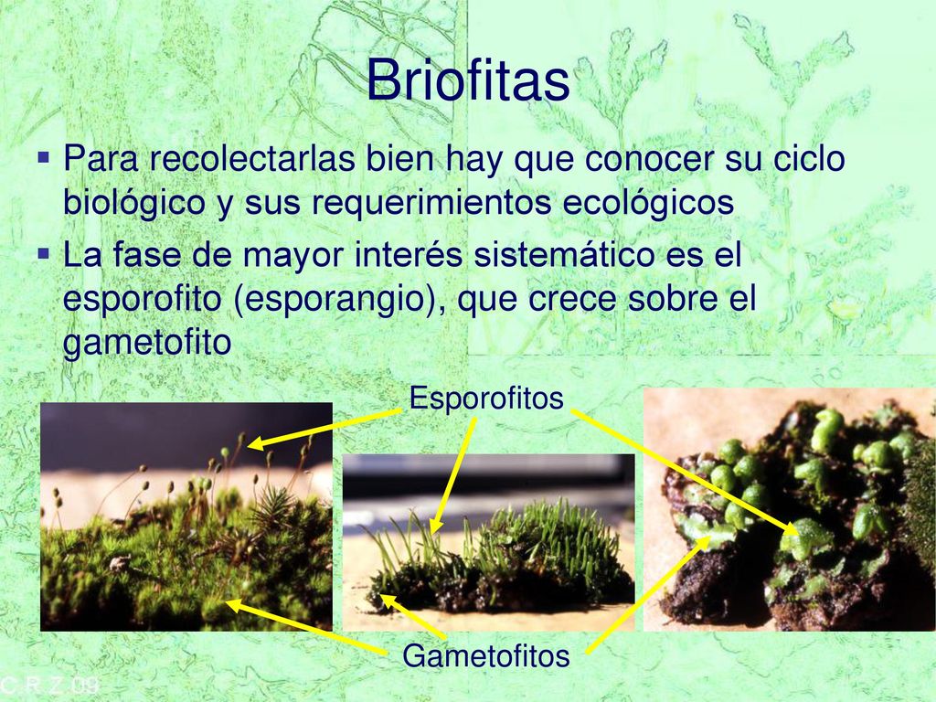 Briofitas Para recolectarlas bien hay que conocer su ciclo biológico y sus requerimientos ecológicos.