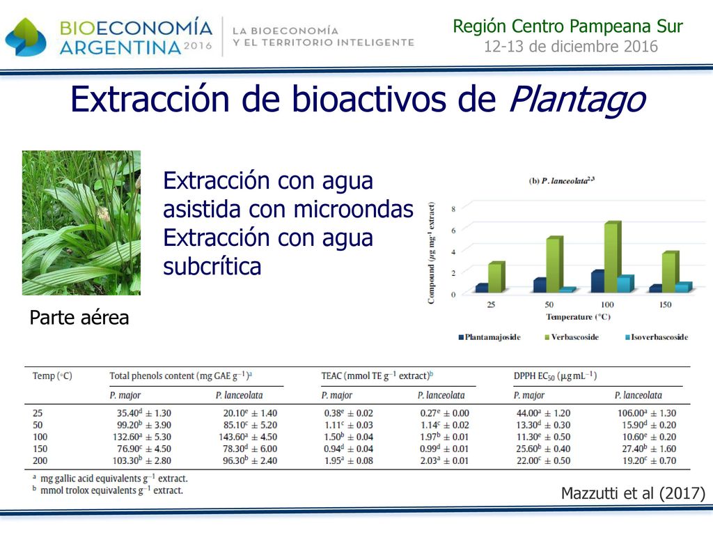 Extracción de bioactivos de Plantago