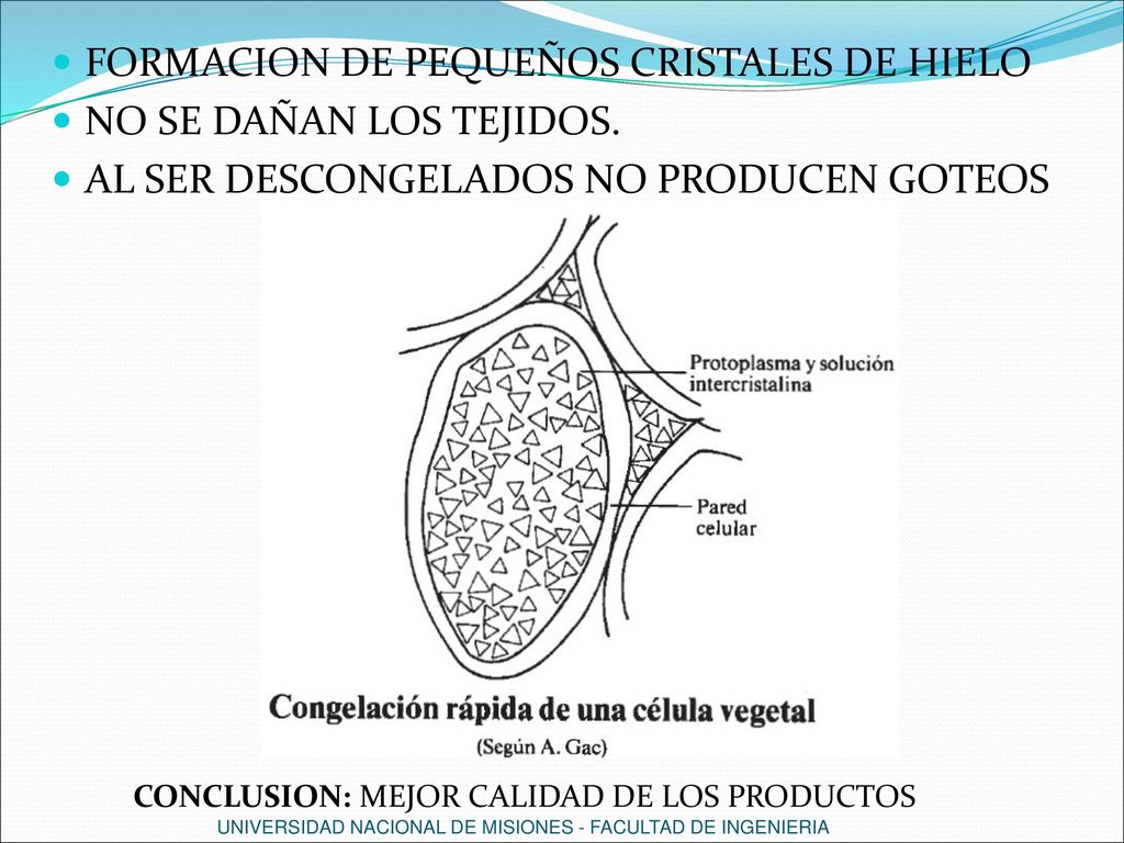 FORMACION DE PEQUEÑOS CRISTALES DE HIELO NO SE DAÑAN LOS TEJIDOS.