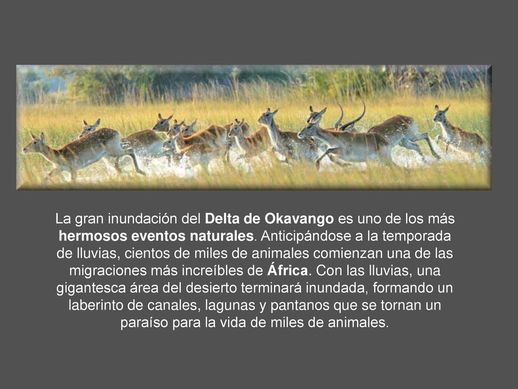 La gran inundación del Delta de Okavango es uno de los más hermosos eventos naturales.