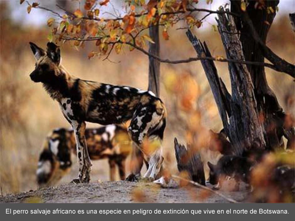 El perro salvaje africano es una especie en peligro de extinción que vive en el norte de Botswana.