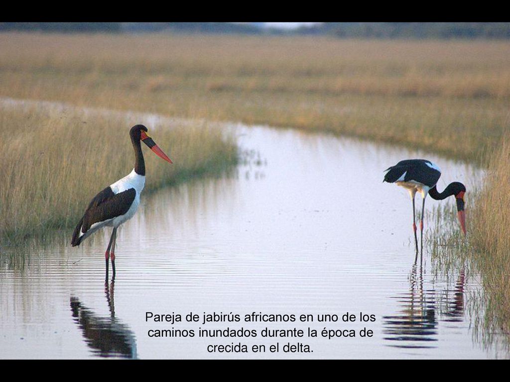 Pareja de jabirús africanos en uno de los caminos inundados durante la época de crecida en el delta.