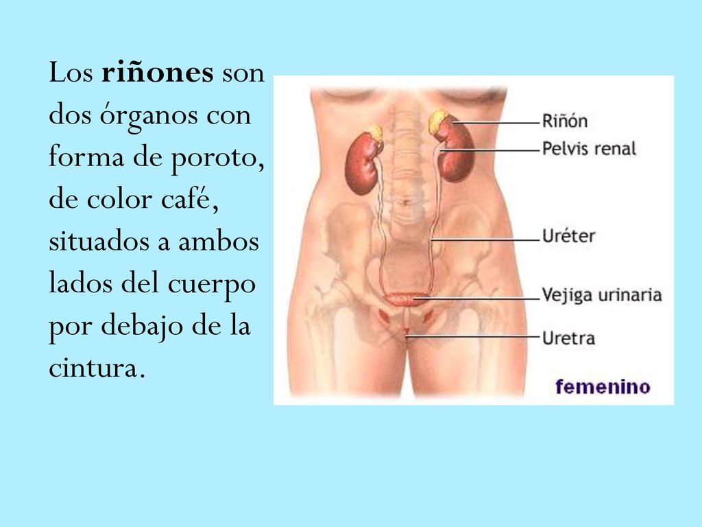 Los riñones son dos órganos con forma de poroto, de color café, situados a ambos lados del cuerpo por debajo de la cintura.