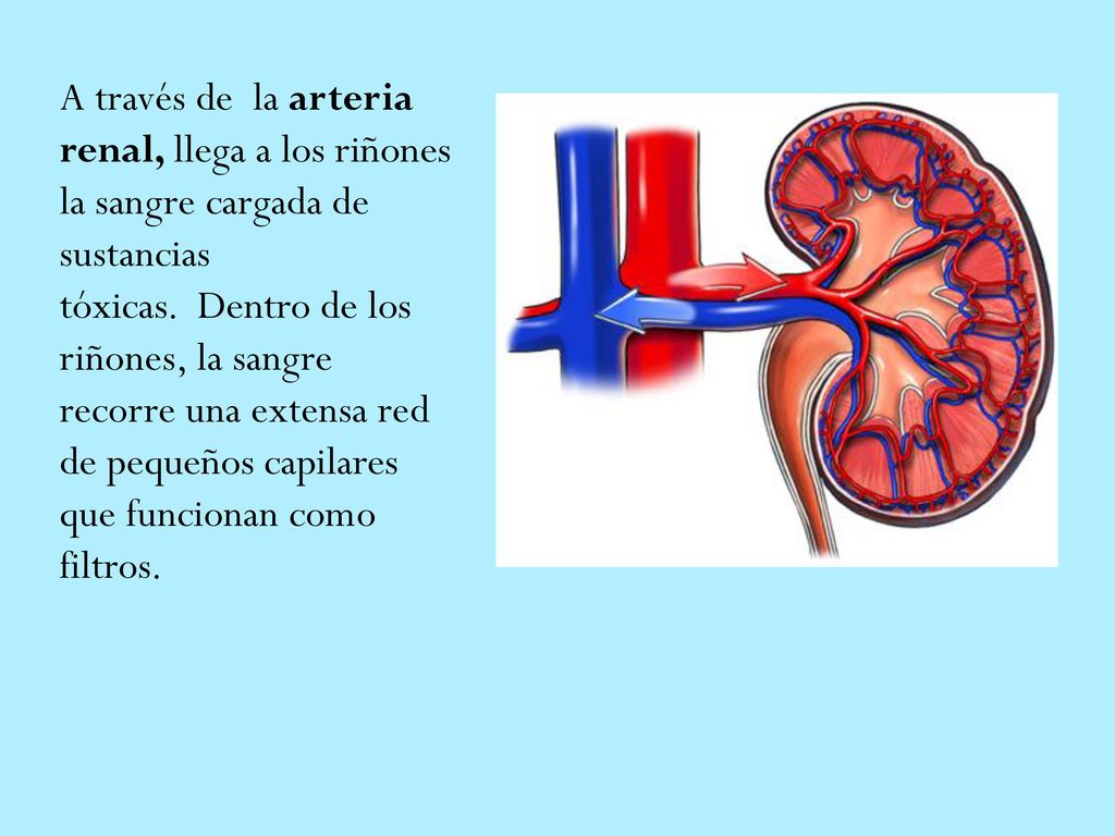 A través de la arteria renal, llega a los riñones la sangre cargada de sustancias tóxicas. Dentro de los riñones, la sangre recorre una extensa red de pequeños capilares que funcionan como filtros.