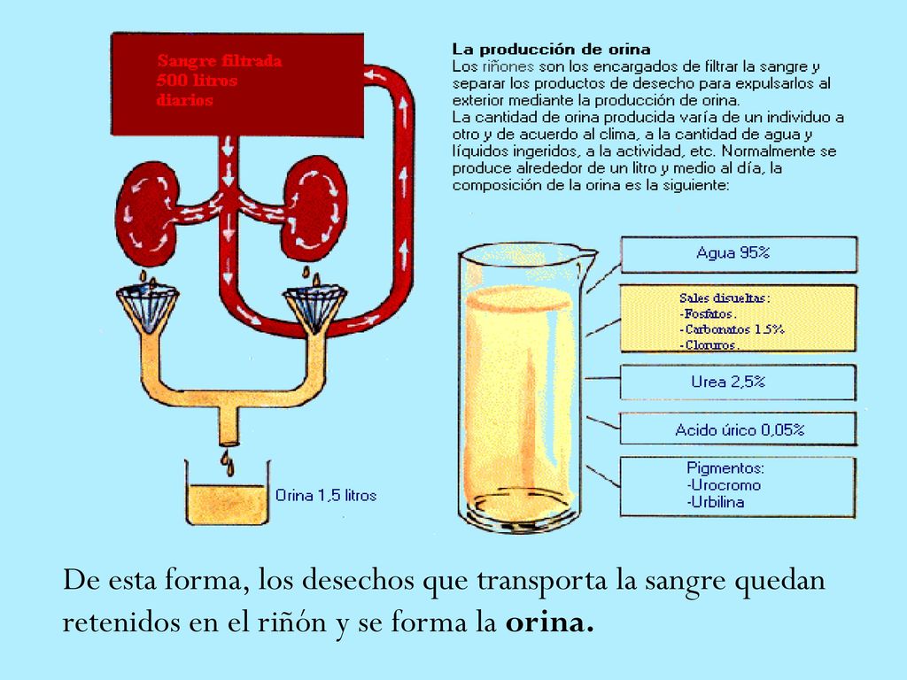 De esta forma, los desechos que transporta la sangre quedan retenidos en el riñón y se forma la orina.