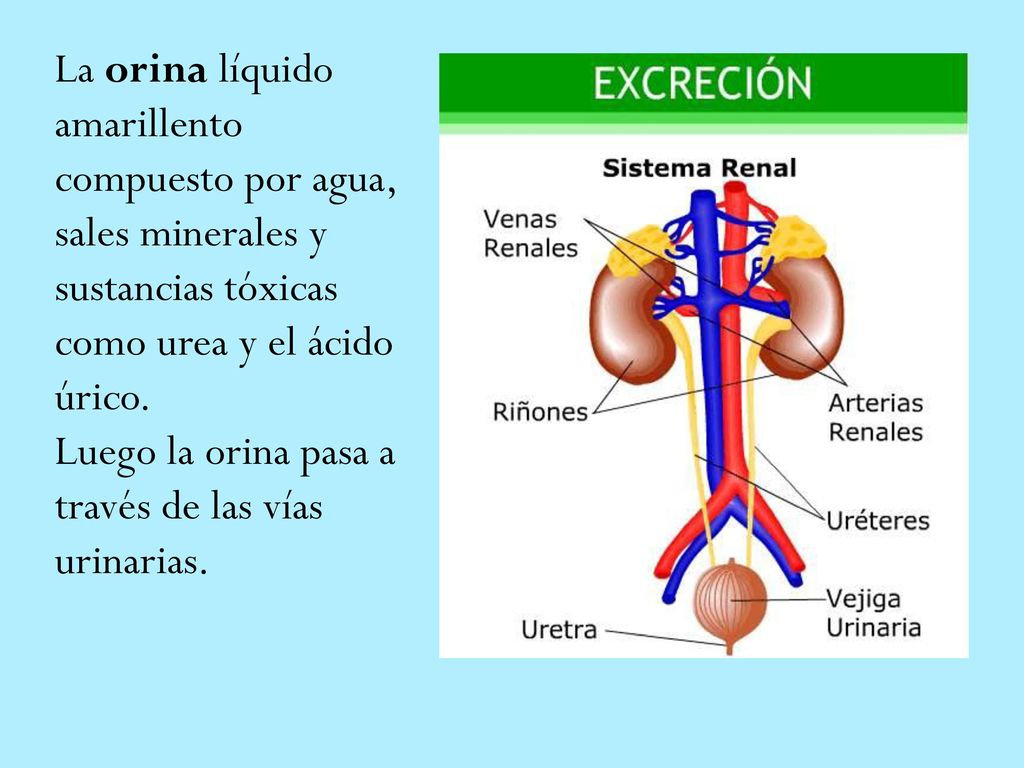 La orina líquido amarillento compuesto por agua, sales minerales y sustancias tóxicas como urea y el ácido úrico.
