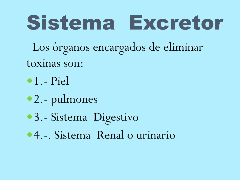 Sistema Excretor Los órganos encargados de eliminar toxinas son: