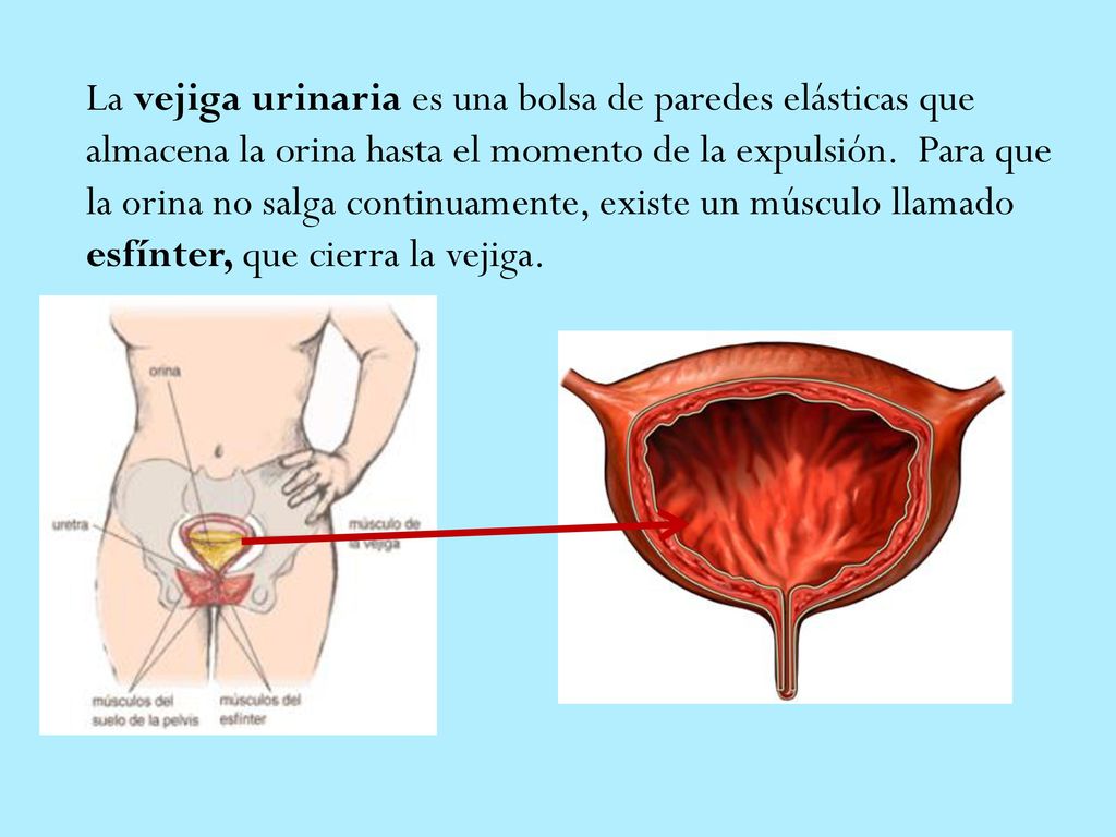 La vejiga urinaria es una bolsa de paredes elásticas que almacena la orina hasta el momento de la expulsión. Para que la orina no salga continuamente, existe un músculo llamado esfínter, que cierra la vejiga.