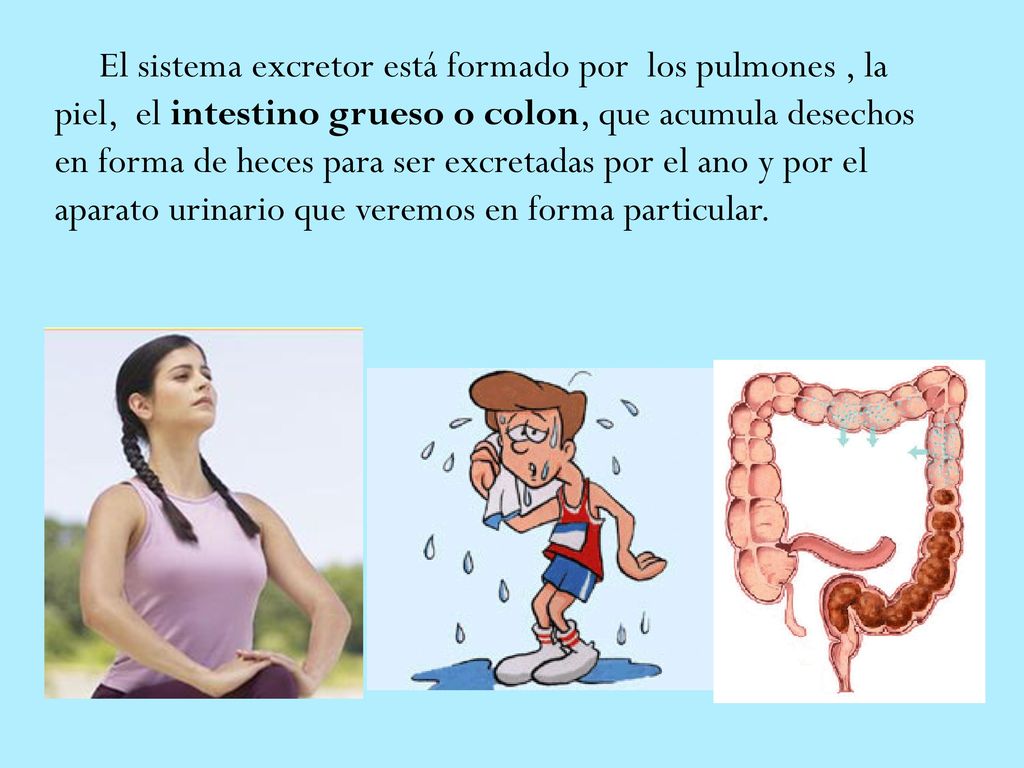 El sistema excretor está formado por los pulmones , la piel, el intestino grueso o colon, que acumula desechos en forma de heces para ser excretadas por el ano y por el aparato urinario que veremos en forma particular.