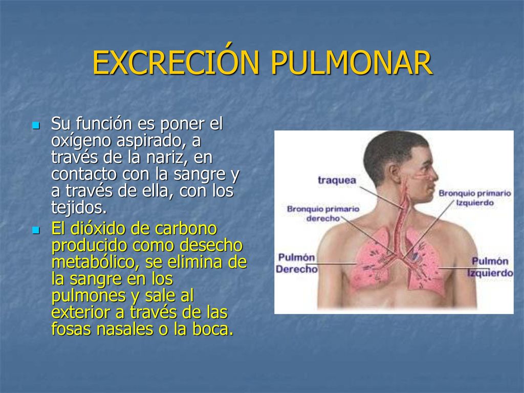 EXCRECIÓN PULMONAR Su función es poner el oxígeno aspirado, a través de la nariz, en contacto con la sangre y a través de ella, con los tejidos.