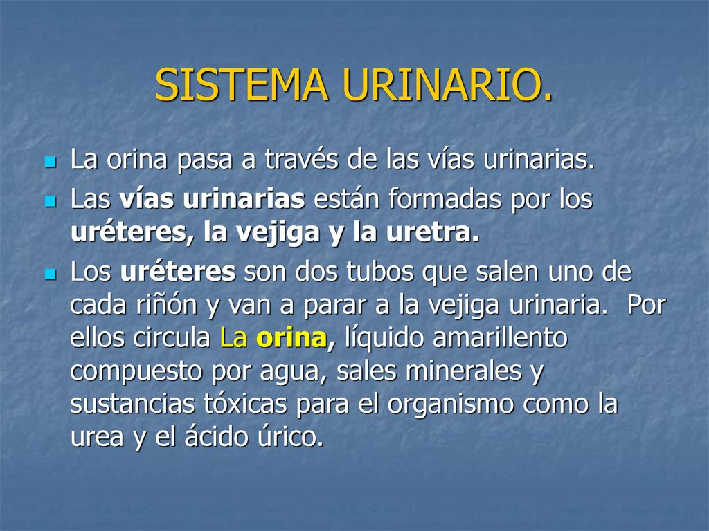 SISTEMA URINARIO. La orina pasa a través de las vías urinarias.