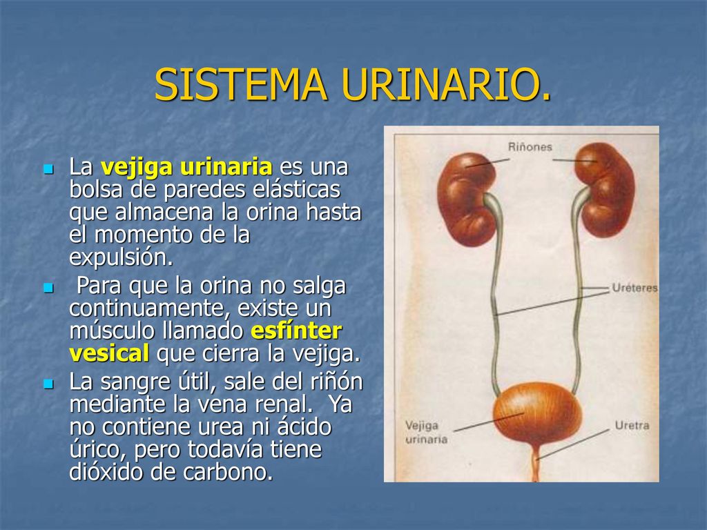 SISTEMA URINARIO. La vejiga urinaria es una bolsa de paredes elásticas que almacena la orina hasta el momento de la expulsión.