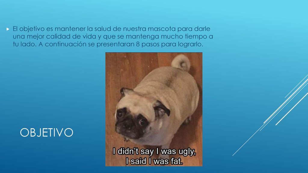 El objetivo es mantener la salud de nuestra mascota para darle una mejor calidad de vida y que se mantenga mucho tiempo a tu lado. A continuación se presentaran 8 pasos para lograrlo.