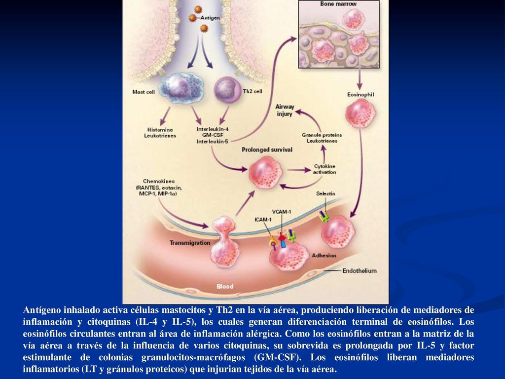 Antígeno inhalado activa células mastocitos y Th2 en la vía aérea, produciendo liberación de mediadores de inflamación y citoquinas (IL-4 y IL-5), los cuales generan diferenciación terminal de eosinófilos.
