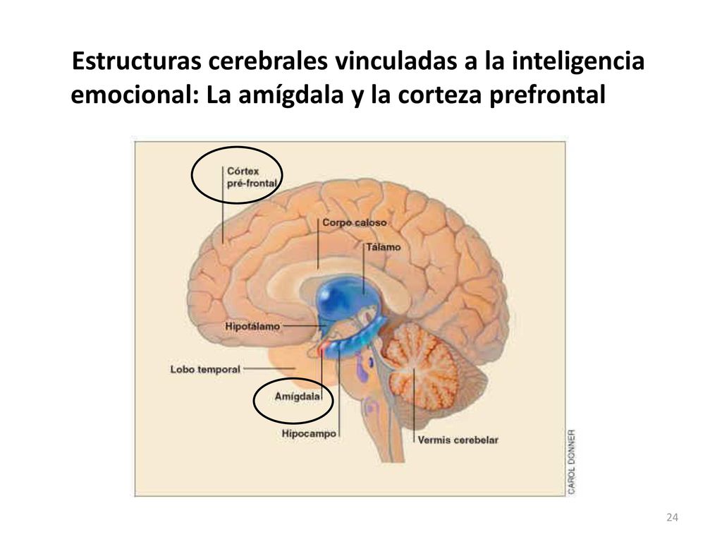 Estructuras cerebrales vinculadas a la inteligencia emocional: La amígdala y la corteza prefrontal