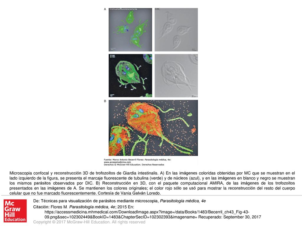 Microscopia confocal y reconstrucción 3D de trofozoítos de Giardia intestinalis. A) En las imágenes coloridas obtenidas por MC que se muestran en el lado izquierdo de la figura, se presenta el marcaje fluorescente de tubulina (verde) y de núcleos (azul), y en las imágenes en blanco y negro se muestran los mismos parásitos observados por DIC. B) Reconstrucción en 3D, con el paquete computacional AMIRA, de las imágenes de los trofozoítos presentados en las imágenes de A. Se mantienen los colores originales; el color rojo sólo se usó para mostrar la reconstrucción del resto del cuerpo celular que no fue marcado fluorescentemente. Cortesía de Vania Galván Loredo.