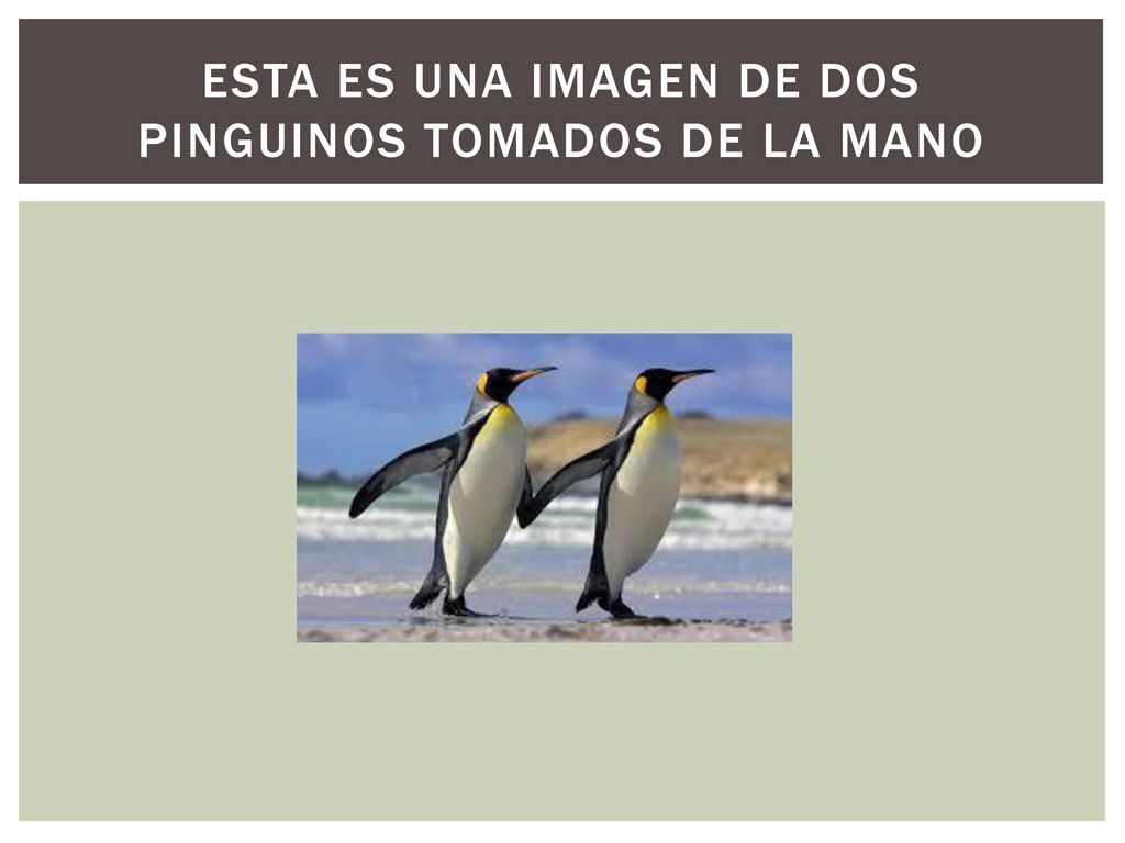 Esta es una imagen de dos pinguinos tomados de la mano
