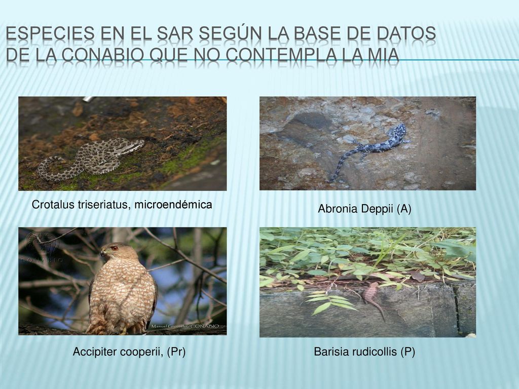 ESPECIES EN EL SAR SEGÚN LA BASE DE DATOS DE LA CONABIO QUE NO CONTEMPLA LA MIA