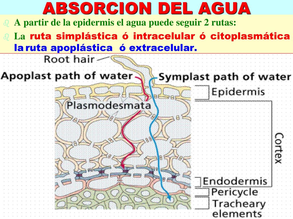 ABSORCION DEL AGUA A partir de la epidermis el agua puede seguir 2 rutas: