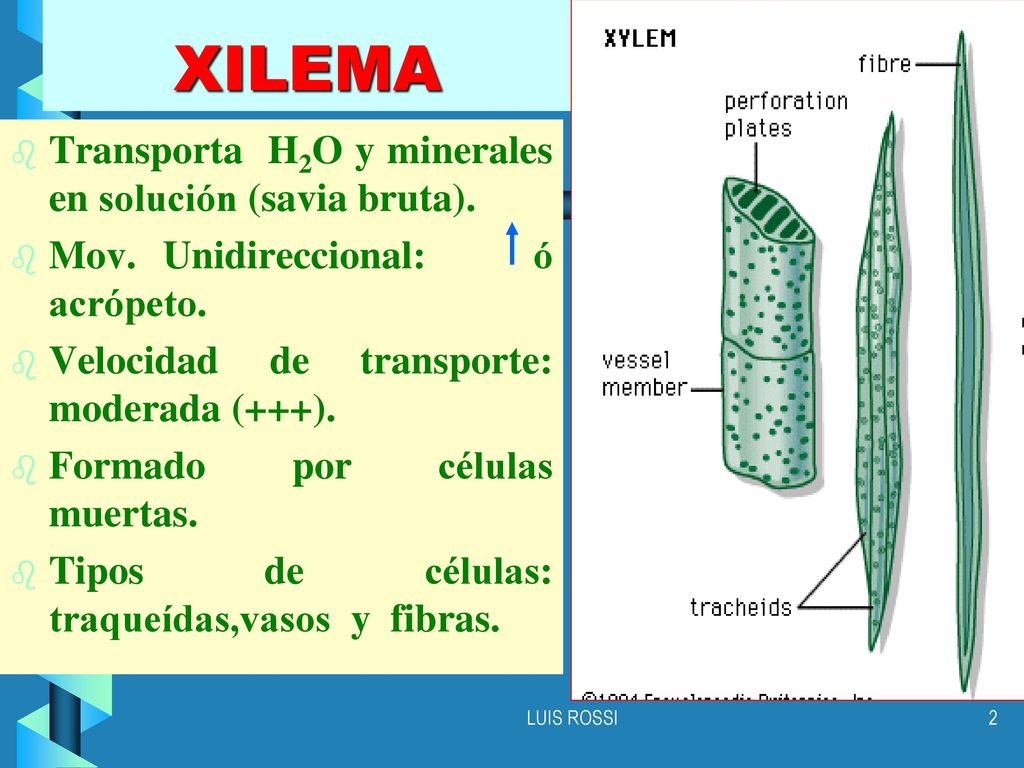 XILEMA Transporta H2O y minerales en solución (savia bruta).